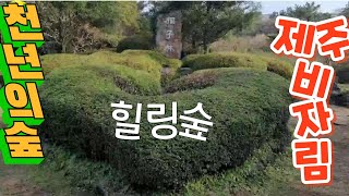 제주 천년의 숲 비자림 힐링코스 산책로 견문록♡삶1024/Jeju bijarim, korea