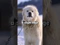 Great Pyrenees VS Kuvasz #shorts #factopiashorts