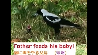 Father magpie feeds a baby magpie in Australia. マグパイの父鳥が雛鳥に口移しで餌を与える動画