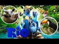 Learn Animals with 'Rio' | 01 | Wildlife Adventure | Storyline