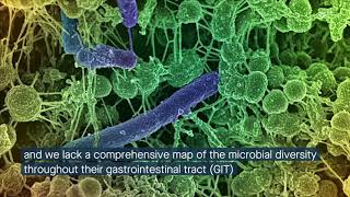 Mapping the ruminant microbiome across the gastrointestinal tract