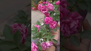 Rose flowers# rose plant# గులాబీ మొక్కలకు ఎటువంటి కేర్ తీసుకోవాలి# garden# flowers#