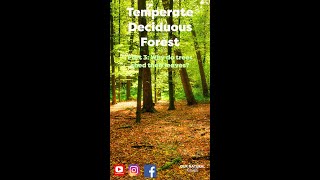 Why do TREES SHED their LEAVES? - Temperate Deciduous Forests.