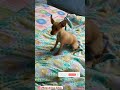 #miniaturepinscher puppy first time bark #cutedog #smalldog #funnydog