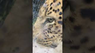 ンビリ１５歳♂ヒョウ