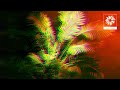 Flourish, Jack Howard - Evergreen (Official Visualiser)