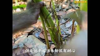 小猴子割草喂牛，简直太懂事了 萌宠动物 萌宠出道计划 猴子成精 萌宠