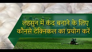 लहसुन में कंद बनाने के लिए कौन सा टेक्निकल का प्रयोग करें | कृषक समर्थ एग्री क्लिनिक सेंटर सीहोर