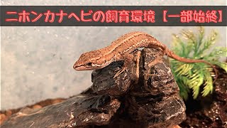 【ニホンカナヘビ】飼育環境のレイアウト変更しました！