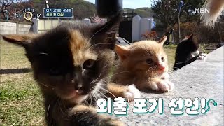 다다익냥♥ 앙증맞은 아기 고양이 4남매의 외출 적응기 대 공개!