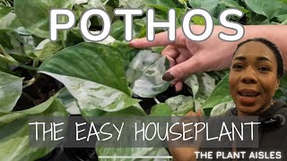 TOUR POTHOS VARIETIES \u0026 PRICES| THE EASIEST/ LOW MAINTENANCE HOUSEPLANTS?| The Plant Aisles Ep 4