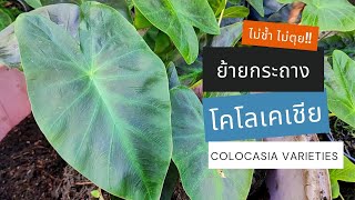 ชมโคโลคาเซีย Colocasia โคโลคาเซียตกแต่งบ้านและสวน  ปลูกในบ่อน้ำก็งาม ปลูกในกระถางก็สวยดี @SkyPlants