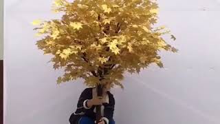 Artificial Gold maple tree for case decoration