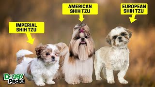 9 Types Of Shih Tzu – Which One Best For You?