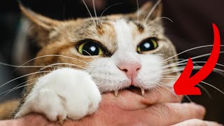 Why Does My Cat LICK ME and Then BITE ME? - What Your Cat’s Bite Place Reveals About YOUR BOND