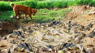 ចាប់បានត្រីក្រាញ់ច្រើនណាស់នៅក្នុងក្រឡុកទឹកក្នុងស្រែ