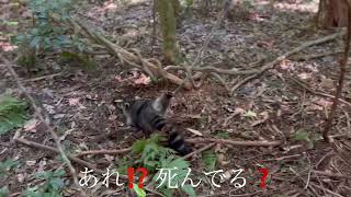 ⚠️グロ注意⚠️R4.9.16有害鳥獣駆除 アライグマ  足を食いちぎり逃げようとしたようだが括る位置が高すぎて逃げられず