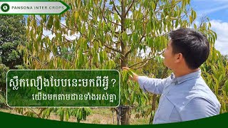 ទុរ៉េនស្លឹកលឿងបែបនេះមកពីអ្វី?