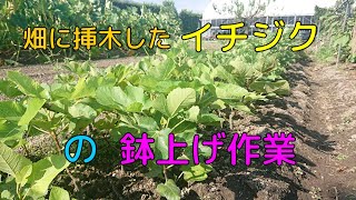 【挿木したイチジクの鉢上げ作業】を分かりやすく解説してみました