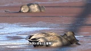 30秒の心象風景4484･群れて餌取り～オカヨシガモ～