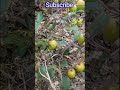 miss india apple ber small size plant bumper fruiting khetisamrat new trending viral yt shorts