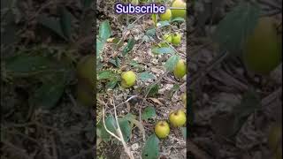 #miss#India #apple#ber #small#size #plant#bumper#fruiting #khetisamrat #new#trending#viral#yt#shorts