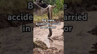 Big snake accidentally carried in excavator