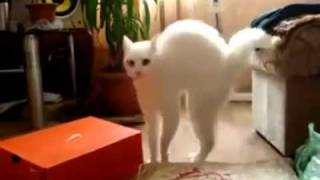 Cat walking on two legs 2