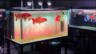 Stunning Underwater World: Explore the Beauty of a Plan Aquarium #643