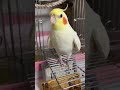 【オカメインコ】ご機嫌斜め？モーニングはち セキセイインコ オカメインコ cockatiel バードアスレチック インコ芸 癒し インコライフ