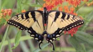 Rondeau's Nature Nuggets: Butterflies of Rondeau