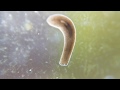 Planaria crashes into Snail! #CrazyFool #Planaria #Epic