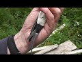 red rumped swallows porth hellick st mary s scilly 11 05 16