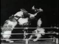 The Boxing Cats (Prof. Welton's)