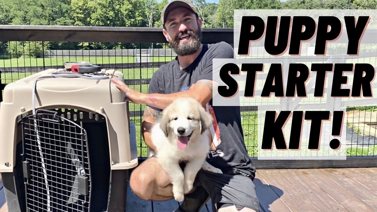 You Only Need 5 Things When Getting A New Puppy Youtube