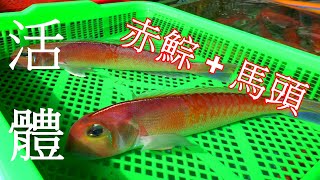 《首度曝光》赤鯮馬頭吃過不少有看過活體的赤鯮跟馬頭魚嗎 珍貴難得畫面 !! 2023