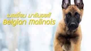 รู้จักสุนัขพันธุ์ เบลเยี่ยม มาลินอยส์ (Belgian Malinois) สุดยอดสุนัขอารักขา!!