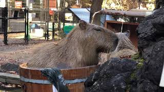 みかん風呂　カピバラ温泉♨️♨️　埼玉県こども動物自然公園 　2021年11月27日