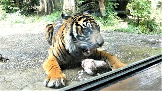 20220818 上野動物園　スマトラトラ　観覧者の前に骨を運んでガリガリ食べるブラン