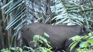 Berburu babi hutan// poin dua di Satu tempat.