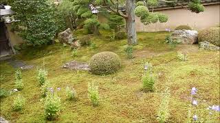 23 6 30京都東福寺・天得院桔梗の寺