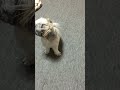 動画68.扇風機vsてんぽ shihtzu puppy shorts