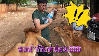 ให้อาหารน้องๆ สวนสัตว์ขนาดย่อมๆ ( วัดป่า หลวงตาบัว กาญจนบุรี ) | Bankung Channel |