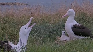 Royal Albatross ~ RLK Returns Home! Beautiful Skycalls \u0026 Cute Chick's Voice! RLK Feeds Chick 2.21.25