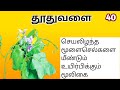 தூதுவளை/Thuthuvalai/Solanum trilobatum/Mooligai manithan