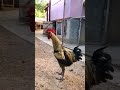 Ayam Berkokok Sampai Pingsan