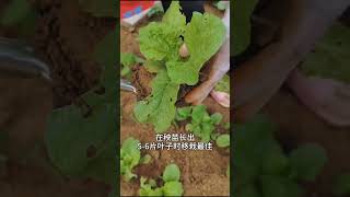 菜苗移栽的简易方法。#蔬菜种植 #蔬菜移栽#蔬菜移栽方法