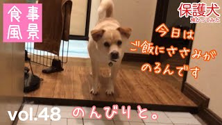 【保護犬預かり】三匹、いつものご飯風景。【ささみと缶詰】