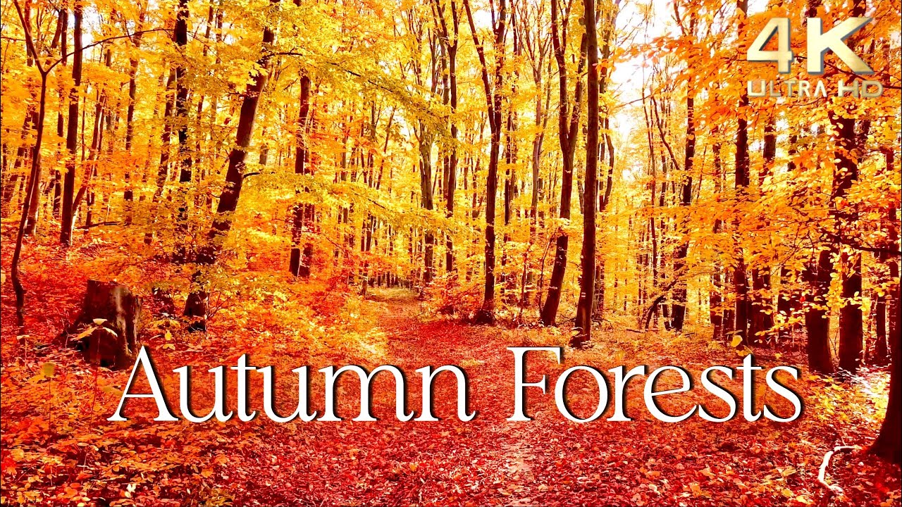 Enchanting Autumn Forests With Beautiful Piano Music 4k Autumn
