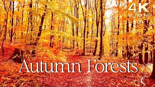 Enchanting Autumn Forests with Beautiful Piano Music - 4K Autumn Ambience & Fall Foliage